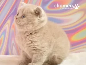 Mèo Lilac lông ngắn đáng yêu