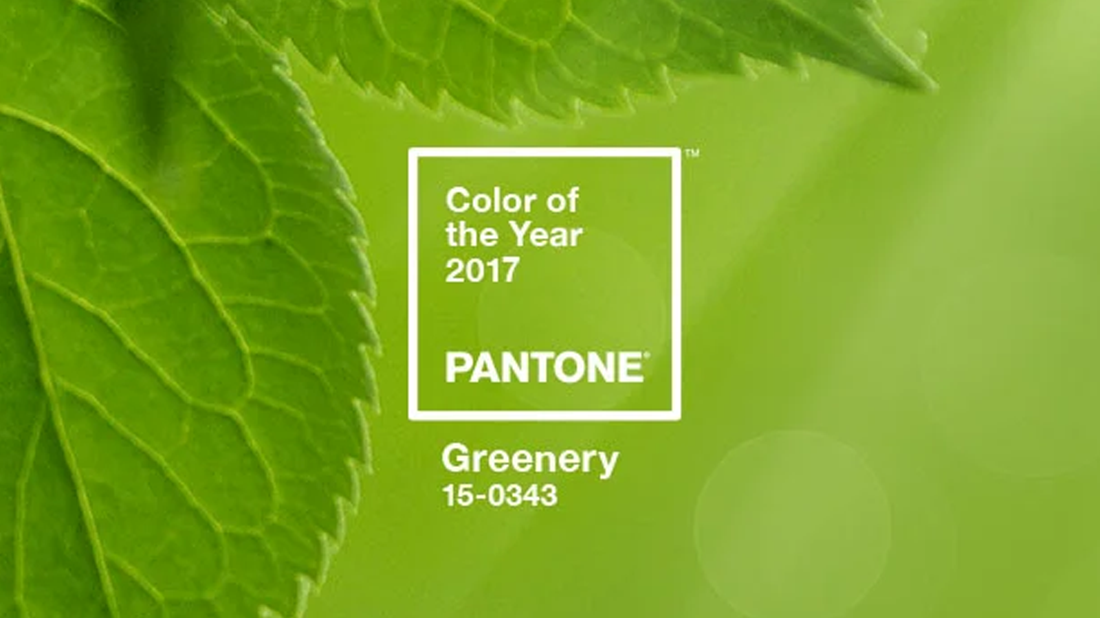 Màu sắc đại diện của năm 2017 - Greenery
