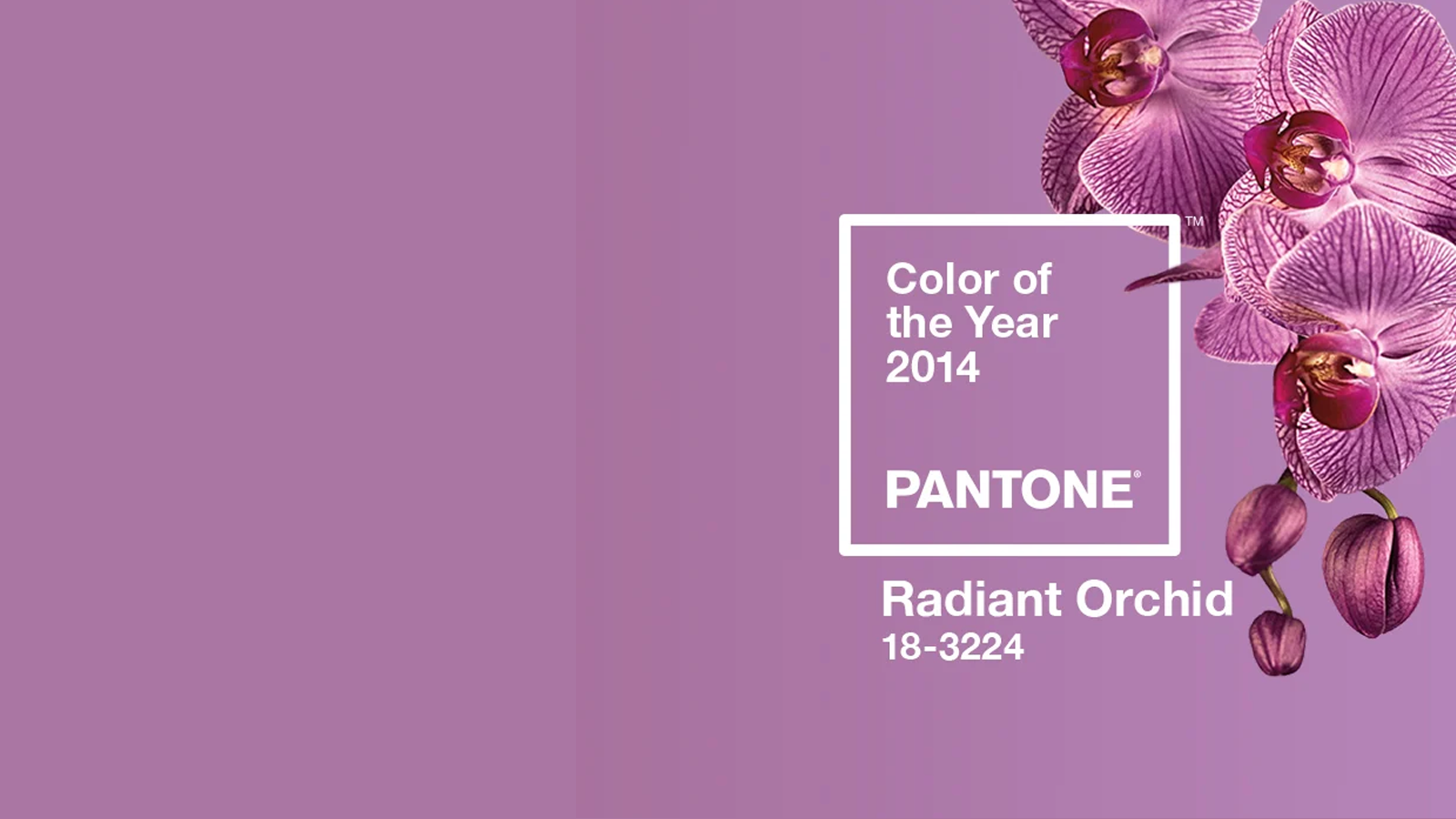Màu sắc đại diện của năm 2014 - Radiant Orchid