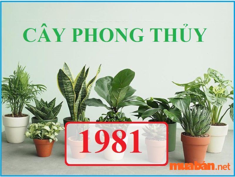 Những loại cây phong thủy hợp với Tân Dậu 1981